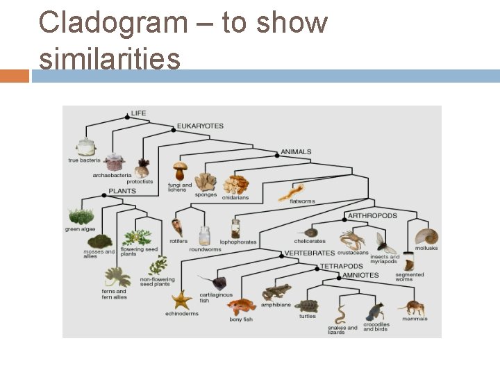 Cladogram – to show similarities 