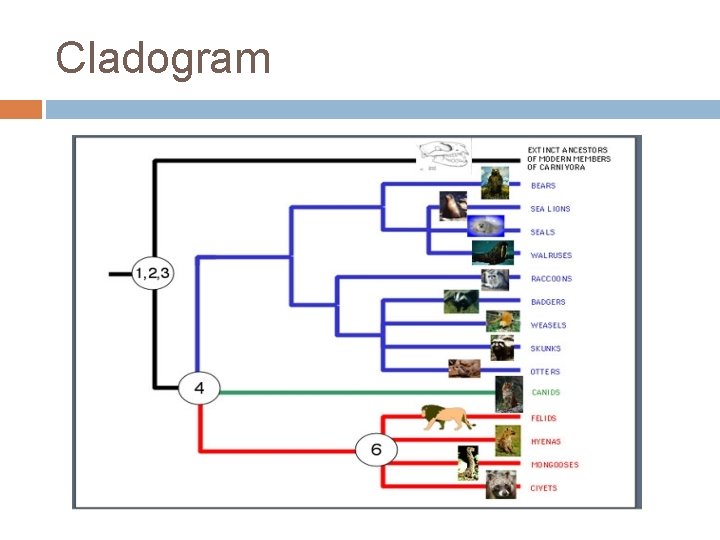 Cladogram 