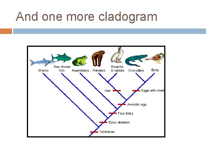 And one more cladogram 