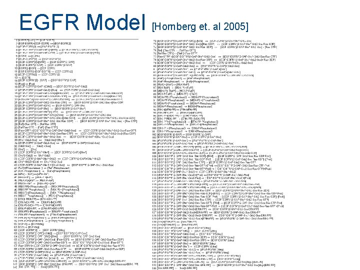 EGFR Model [Hornberg et. al 2005] 11 