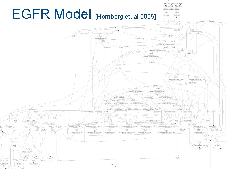 EGFR Model [Hornberg et. al 2005] 12 