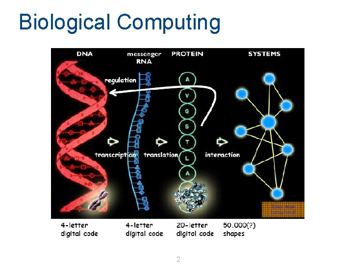 Biological Computing 2 Biological Computing 2