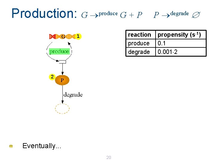Production: G produce G + P reaction produce degrade 1 2 Eventually. . . Production: G produce G + P reaction produce degrade 1 2 Eventually. . .