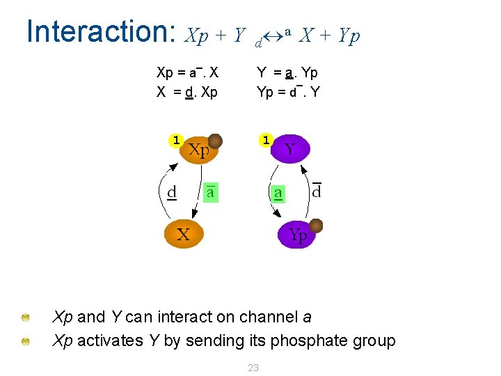 Interaction: Xp + Y _ Xp = a. X X = d. Xp a Interaction: Xp + Y _ Xp = a. X X = d. Xp a