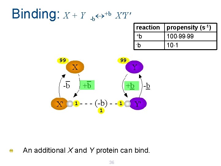 Binding: X + Y +b X'Y' -b reaction +b -b 99 99 1 - Binding: X + Y +b X'Y' -b reaction +b -b 99 99 1 -