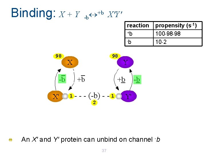 Binding: X + Y +b X'Y' -b reaction +b -b propensity (s-1) 100 98 Binding: X + Y +b X'Y' -b reaction +b -b propensity (s-1) 100 98