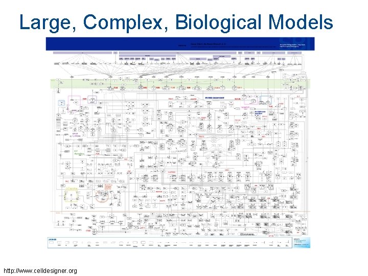 Large, Complex, Biological Models http: //www. celldesigner. org Large, Complex, Biological Models http: //www. celldesigner. org