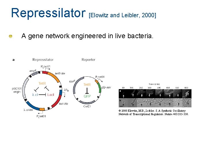 Repressilator [Elowitz and Leibler, 2000] A gene network engineered in live bacteria. © 2000