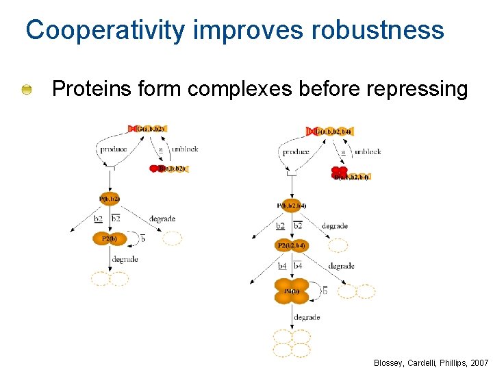 Cooperativity improves robustness Proteins form complexes before repressing Blossey, Cardelli, Phillips, 2007 Cooperativity improves robustness Proteins form complexes before repressing Blossey, Cardelli, Phillips, 2007