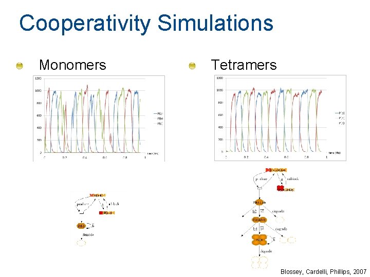 Cooperativity Simulations Monomers Tetramers Blossey, Cardelli, Phillips, 2007 Cooperativity Simulations Monomers Tetramers Blossey, Cardelli, Phillips, 2007