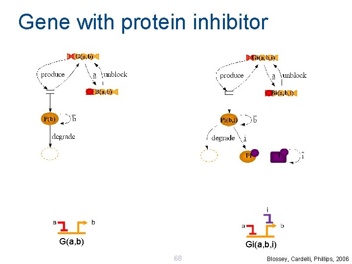 Gene with protein inhibitor G(a, b) Gi(a, b, i) 68 Blossey, Cardelli, Phillips, 2006 Gene with protein inhibitor G(a, b) Gi(a, b, i) 68 Blossey, Cardelli, Phillips, 2006