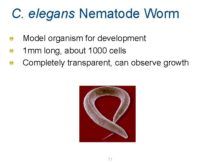 C. elegans Nematode Worm Model organism for development 1 mm long, about 1000 cells C. elegans Nematode Worm Model organism for development 1 mm long, about 1000 cells