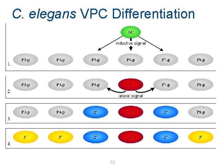 C. elegans VPC Differentiation 72 C. elegans VPC Differentiation 72