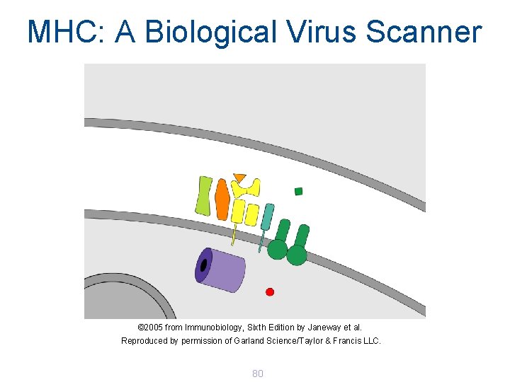MHC: A Biological Virus Scanner © 2005 from Immunobiology, Sixth Edition by Janeway et MHC: A Biological Virus Scanner © 2005 from Immunobiology, Sixth Edition by Janeway et