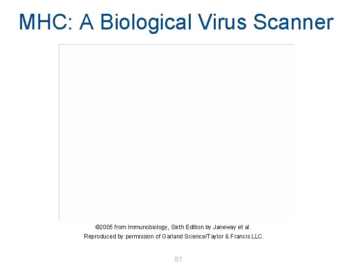 MHC: A Biological Virus Scanner © 2005 from Immunobiology, Sixth Edition by Janeway et MHC: A Biological Virus Scanner © 2005 from Immunobiology, Sixth Edition by Janeway et