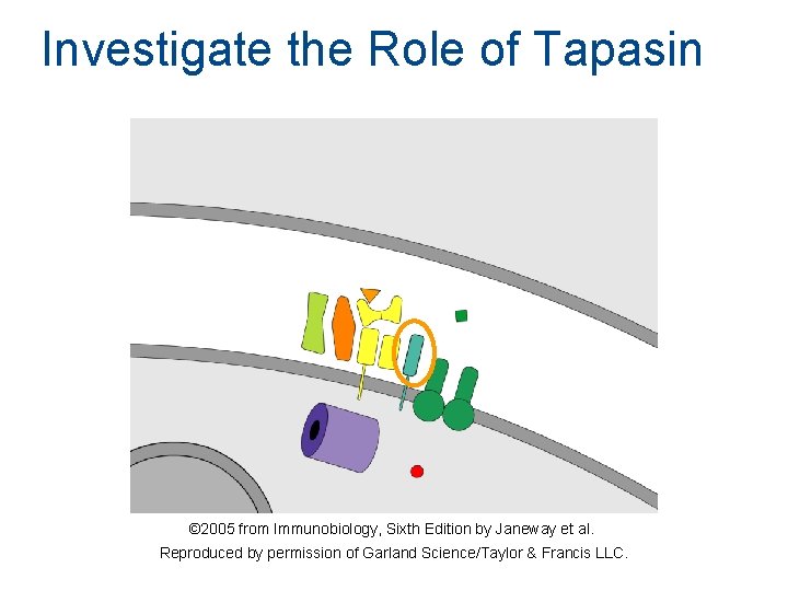 Investigate the Role of Tapasin © 2005 from Immunobiology, Sixth Edition by Janeway et Investigate the Role of Tapasin © 2005 from Immunobiology, Sixth Edition by Janeway et