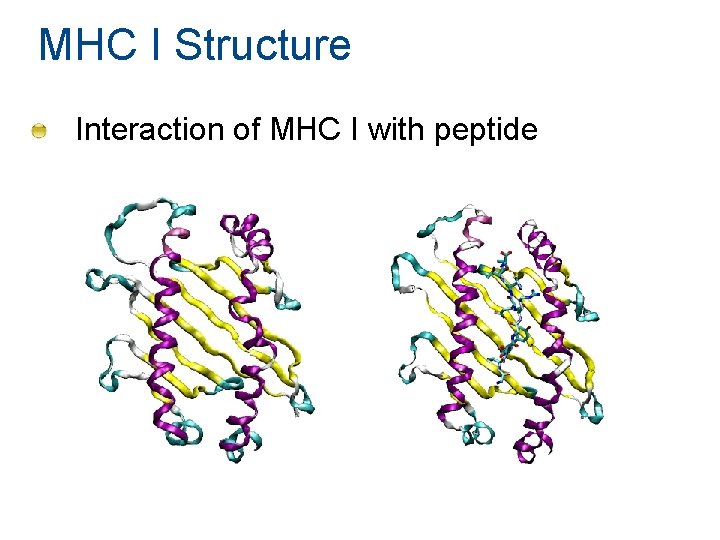 MHC I Structure Interaction of MHC I with peptide MHC I Structure Interaction of MHC I with peptide