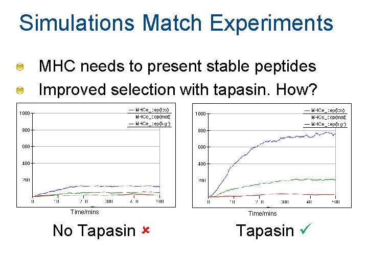 Simulations Match Experiments MHC needs to present stable peptides Improved selection with tapasin. How? Simulations Match Experiments MHC needs to present stable peptides Improved selection with tapasin. How?