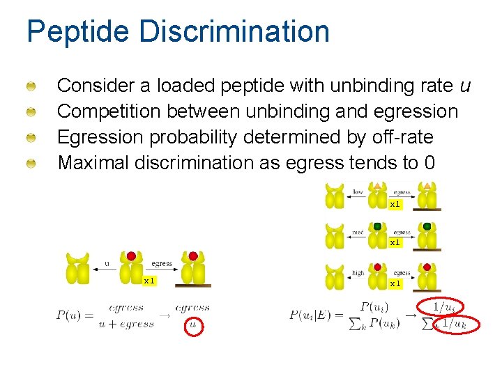 Peptide Discrimination Consider a loaded peptide with unbinding rate u Competition between unbinding and Peptide Discrimination Consider a loaded peptide with unbinding rate u Competition between unbinding and