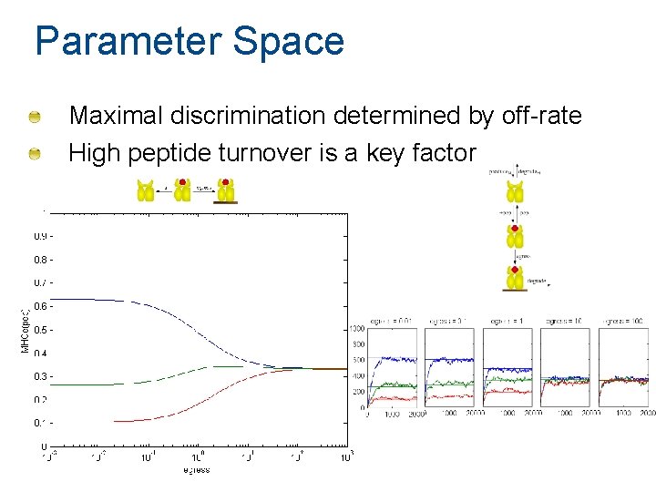 Parameter Space Maximal discrimination determined by off-rate High peptide turnover is a key factor Parameter Space Maximal discrimination determined by off-rate High peptide turnover is a key factor