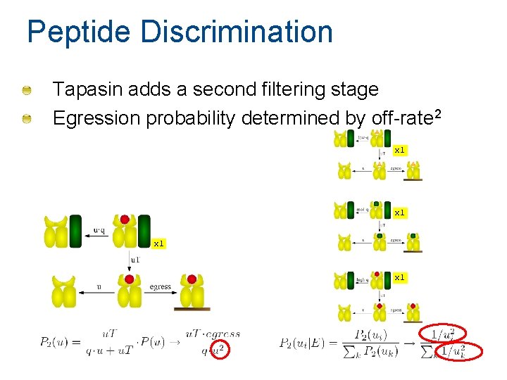 Peptide Discrimination Tapasin adds a second filtering stage Egression probability determined by off-rate 2 Peptide Discrimination Tapasin adds a second filtering stage Egression probability determined by off-rate 2