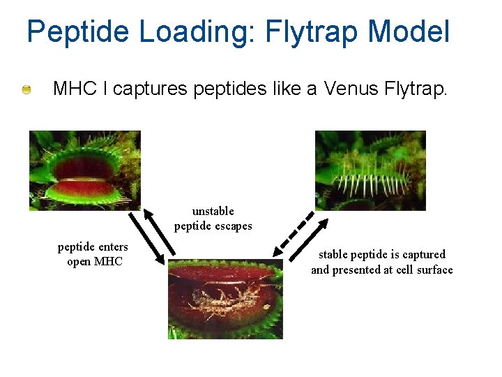 Peptide Loading: Flytrap Model MHC I captures peptides like a Venus Flytrap. unstable peptide Peptide Loading: Flytrap Model MHC I captures peptides like a Venus Flytrap. unstable peptide