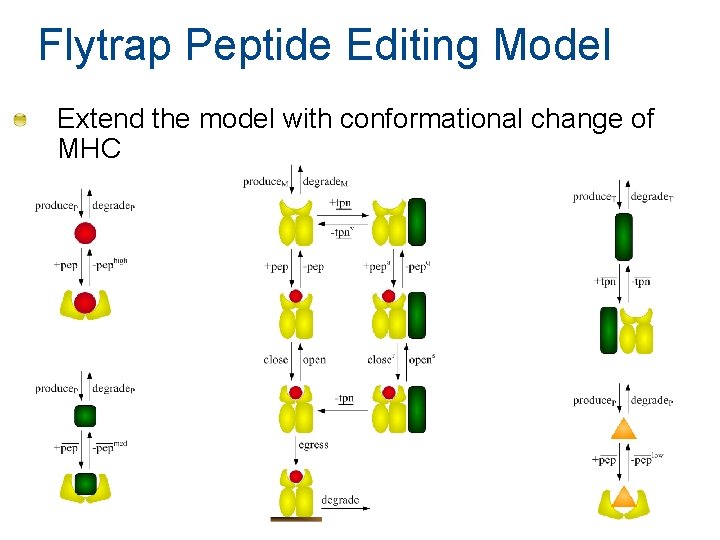 Flytrap Peptide Editing Model Extend the model with conformational change of MHC Flytrap Peptide Editing Model Extend the model with conformational change of MHC