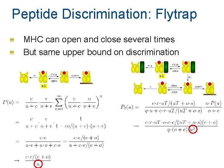 Peptide Discrimination: Flytrap MHC can open and close several times But same upper bound Peptide Discrimination: Flytrap MHC can open and close several times But same upper bound