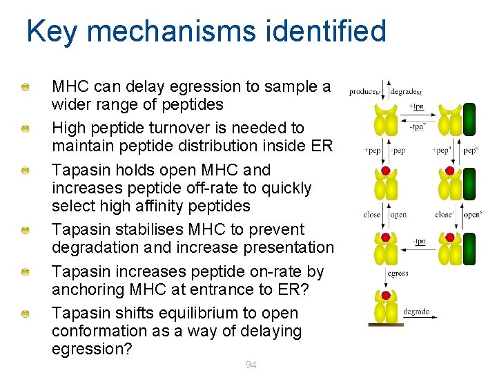 Key mechanisms identified MHC can delay egression to sample a wider range of peptides Key mechanisms identified MHC can delay egression to sample a wider range of peptides