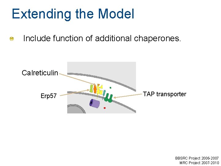 Extending the Model Include function of additional chaperones. Calreticulin Erp 57 TAP transporter BBSRC Extending the Model Include function of additional chaperones. Calreticulin Erp 57 TAP transporter BBSRC