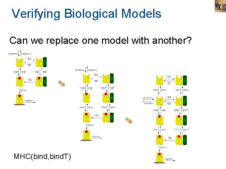 Verifying Biological Models Can we replace one model with another? MHC(bind, bind. T) Verifying Biological Models Can we replace one model with another? MHC(bind, bind. T)