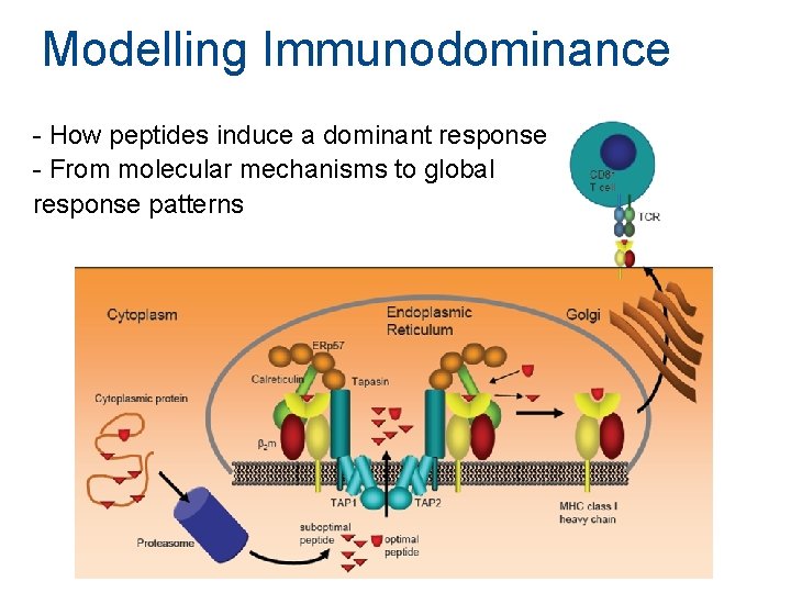 Modelling Immunodominance - How peptides induce a dominant response - From molecular mechanisms to Modelling Immunodominance - How peptides induce a dominant response - From molecular mechanisms to
