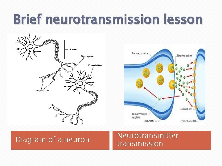 Brief neurotransmission lesson Diagram of a neuron Neurotransmitter transmission 