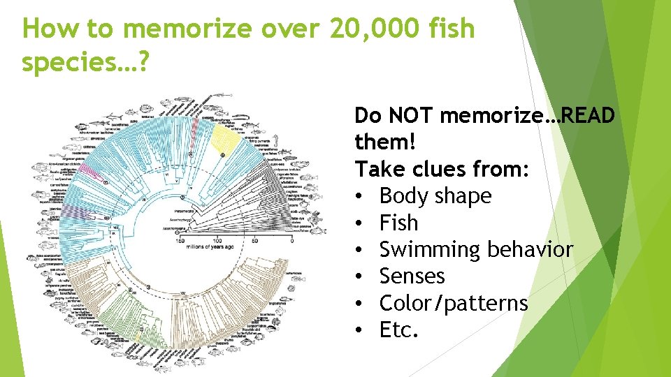 How to memorize over 20, 000 fish species…? Do NOT memorize…READ them! Take clues