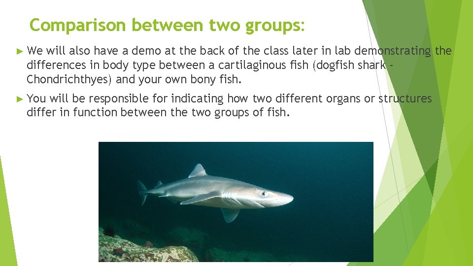 Comparison between two groups: ► We will also have a demo at the back