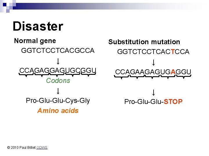Disaster Normal gene GGTCTCCTCACGCCA ↓ CCAGAGGAGUGCGGU Codons ↓ Pro-Glu-Cys-Gly Amino acids © 2010 Paul