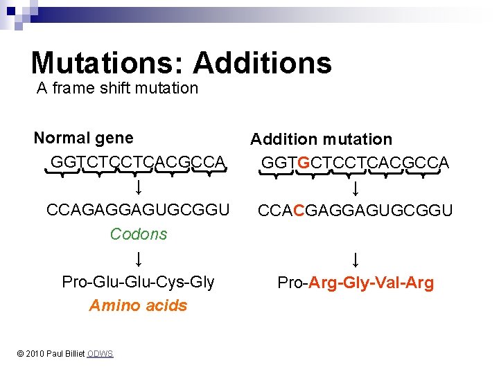 Mutations: Additions A frame shift mutation Normal gene GGTCTCCTCACGCCA ↓ CCAGAGGAGUGCGGU Codons ↓ Pro-Glu-Cys-Gly