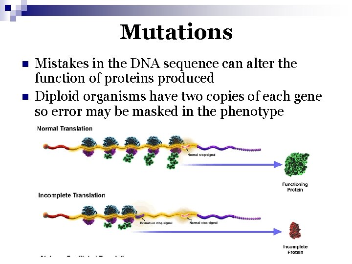 Mutations n n Mistakes in the DNA sequence can alter the function of proteins