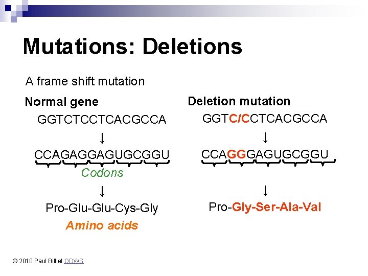 Mutations: Deletions A frame shift mutation Normal gene GGTCTCCTCACGCCA ↓ CCAGAGGAGUGCGGU Codons ↓ Pro-Glu-Cys-Gly