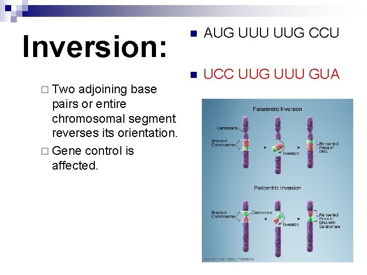 Inversion: ¨ Two adjoining base pairs or entire chromosomal segment reverses its orientation. ¨