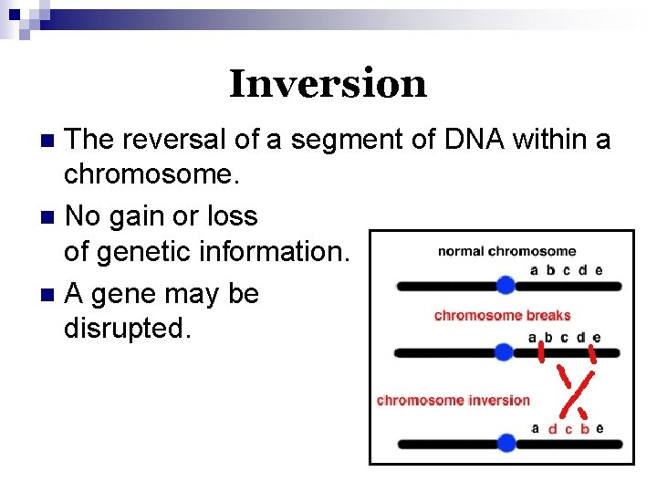 Inversion The reversal of a segment of DNA within a chromosome. n No gain