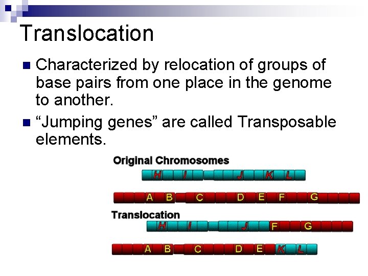 Translocation Characterized by relocation of groups of base pairs from one place in the