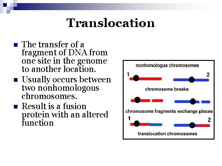Translocation n The transfer of a fragment of DNA from one site in the