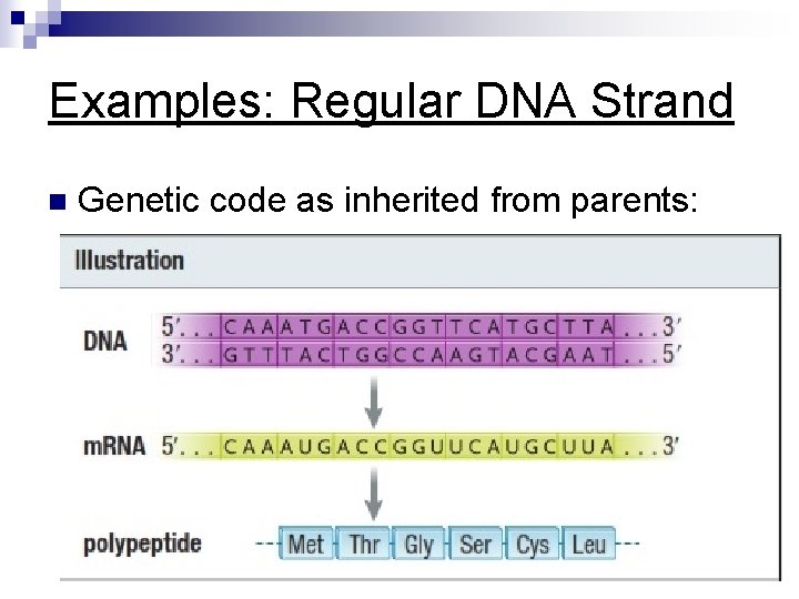 Examples: Regular DNA Strand n Genetic code as inherited from parents: 