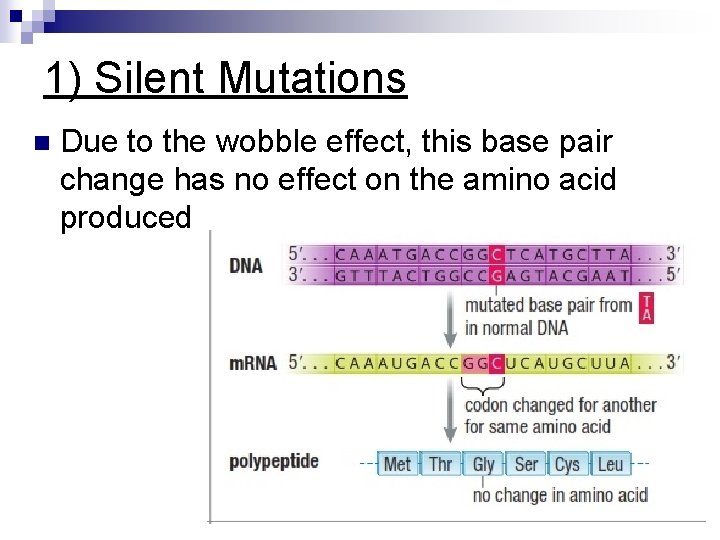 1) Silent Mutations n Due to the wobble effect, this base pair change has
