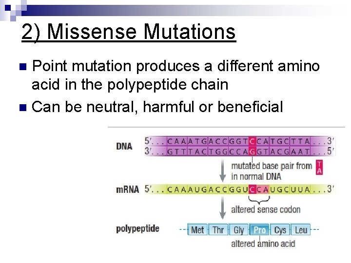 2) Missense Mutations Point mutation produces a different amino acid in the polypeptide chain