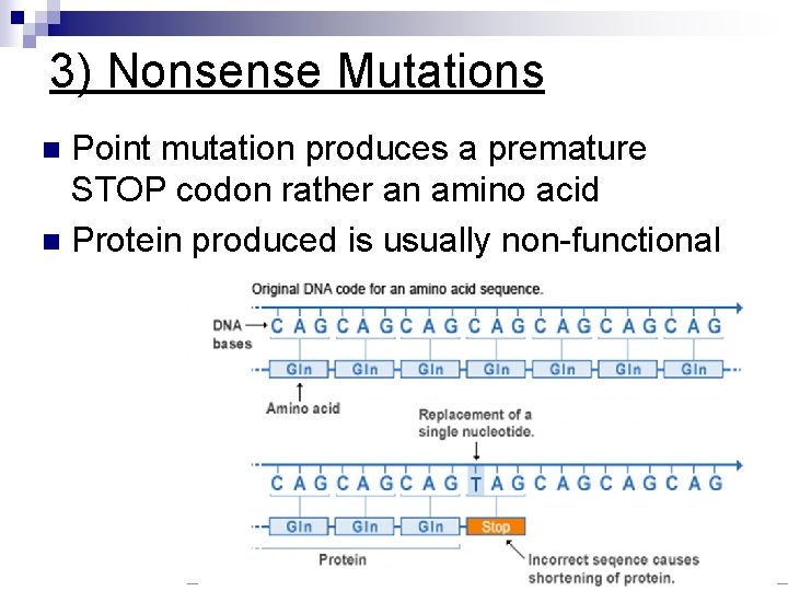 3) Nonsense Mutations Point mutation produces a premature STOP codon rather an amino acid