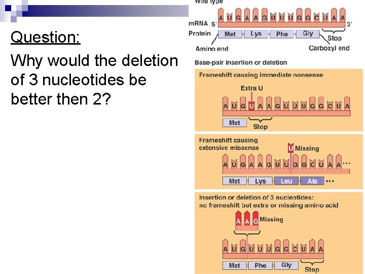 Question: Why would the deletion of 3 nucleotides be better then 2? 