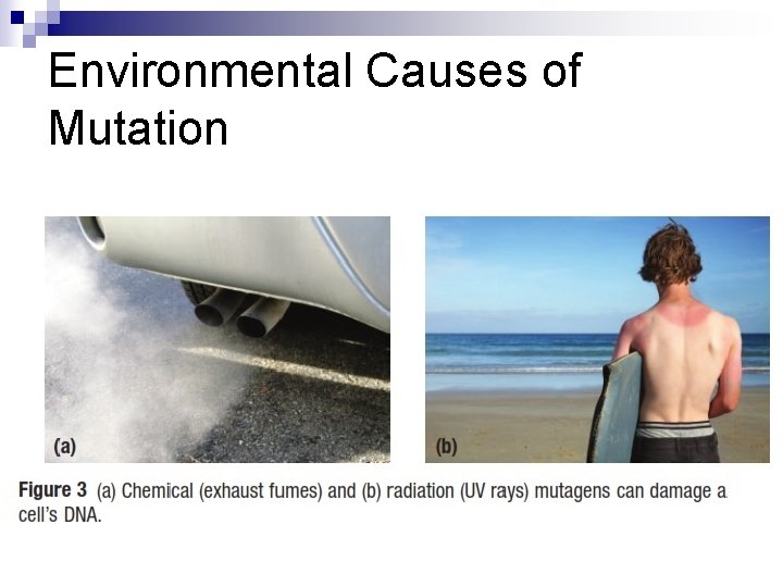 Environmental Causes of Mutation 