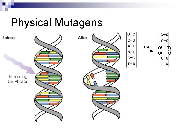 Physical Mutagens n For example, radiation 